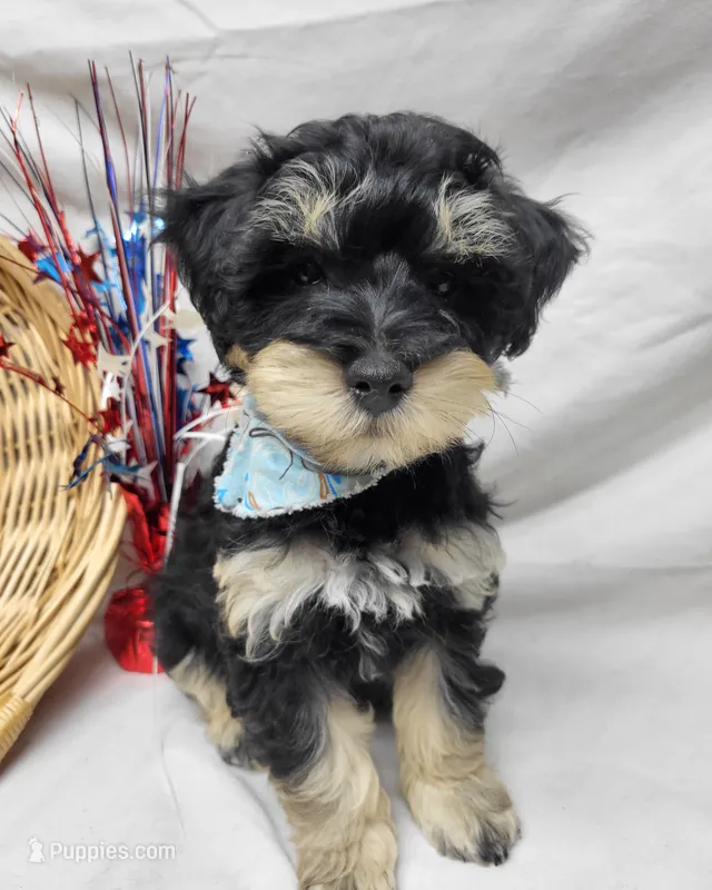 Dash – Schnoodle puppy for sale in Bolivar, MO