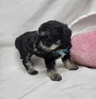 Muffin, a female Schnoodle for sale in Bolivar, MO – 5 of 8