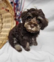 Chip (hold), a male Schnoodle for sale in Bolivar, MO – 9 of 9