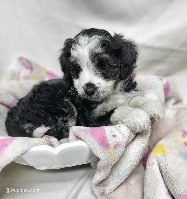 Lady – Miniature Aussiedoodle puppy for sale in Bolivar, MO
