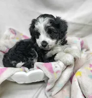 Lady, a female Miniature Aussiedoodle for sale in Bolivar, MO – 1 of 5