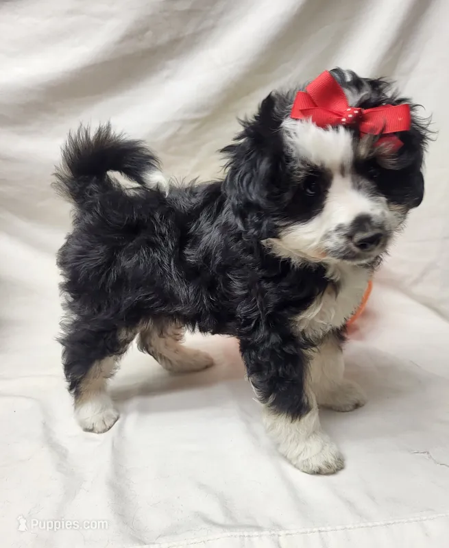 Lady – Miniature Aussiedoodle puppy for sale in Bolivar, MO