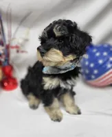 Dash, a male Schnoodle for sale in Bolivar, MO – 6 of 9