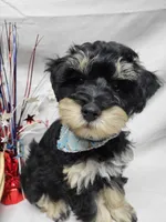 Dash, a male Schnoodle for sale in Bolivar, MO – 4 of 9