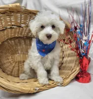 Jefferson, a male Schnoodle for sale in Bolivar, MO – 3 of 9