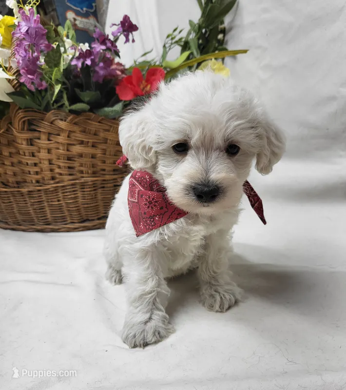 Raffles – Schnoodle puppy for sale in Bolivar, MO