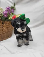 Ivy, a female Schnoodle for sale in Bolivar, MO – 6 of 9