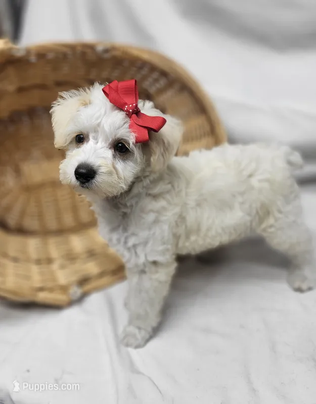 Diamond – Schnoodle puppy for sale in Bolivar, MO