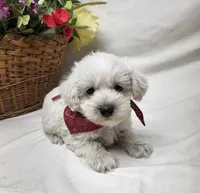 Raffles, a male Schnoodle for sale in Bolivar, MO – 4 of 6
