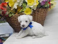 Jefferson, a male Schnoodle for sale in Bolivar, MO – 6 of 7