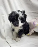 Amanda, a female Miniature Aussiedoodle for sale in Bolivar, MO – 2 of 5