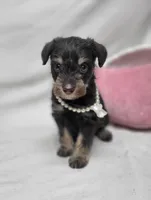Cocoa, a female Schnoodle for sale in Bolivar, MO – 3 of 9