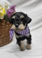 Dash, a male Schnoodle for sale in Bolivar, MO – 5 of 9