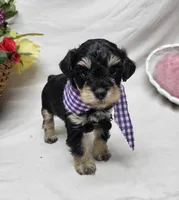 Dash, a male Schnoodle for sale in Bolivar, MO – 9 of 9