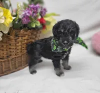 Jagger, a male Schnoodle for sale in Bolivar, MO – 2 of 9