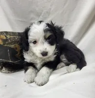Paddy, a male Miniature Aussiedoodle for sale in Bolivar, MO – 4 of 6
