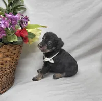 Cocoa, a female Schnoodle for sale in Bolivar, MO – 5 of 9