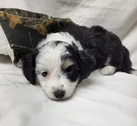 Paddy, a male Miniature Aussiedoodle for sale in Bolivar, MO – 3 of 6