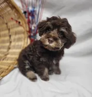 Chip (hold), a male Schnoodle for sale in Bolivar, MO – 8 of 9