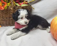 Paddy (hold), a male Miniature Aussiedoodle for sale in Bolivar, MO – 4 of 7
