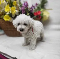 Raffles, a male Schnoodle for sale in Bolivar, MO – 3 of 6