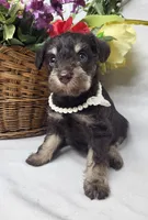 Cocoa, a female Schnoodle for sale in Bolivar, MO – 1 of 9