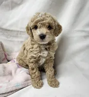 Precious, a female Poodle - Miniature  for sale in Bolivar, MO – 4 of 5
