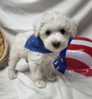 Jefferson, a male Schnoodle for sale in Bolivar, MO – 4 of 7
