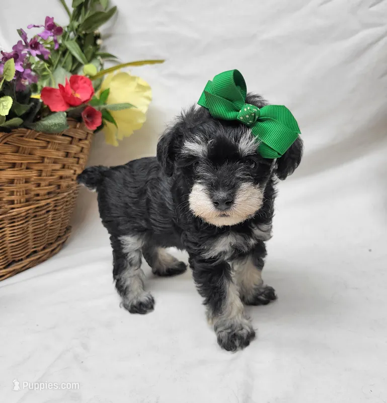 Ivy – Schnoodle puppy for sale in Bolivar, MO