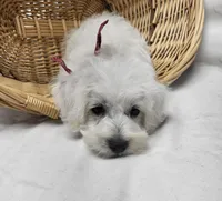 Raffles, a male Schnoodle for sale in Bolivar, MO – 9 of 9
