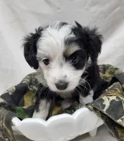 Paddy, a male Miniature Aussiedoodle for sale in Bolivar, MO – 6 of 6