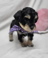 Dash, a male Schnoodle for sale in Bolivar, MO – 4 of 9