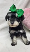 Ivy, a female Schnoodle for sale in Bolivar, MO – 4 of 9
