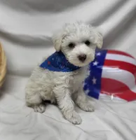 Jefferson, a male Schnoodle for sale in Bolivar, MO – 7 of 7