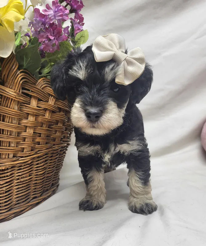 Bella – Schnoodle puppy for sale in Bolivar, MO