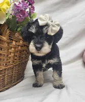 Bella, a female Schnoodle for sale in Bolivar, MO – 1 of 5