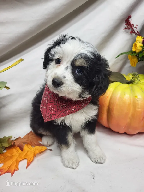 Paddy – Miniature Aussiedoodle puppy for sale in Bolivar, MO