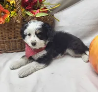 Paddy (hold), a male Miniature Aussiedoodle for sale in Bolivar, MO – 7 of 7