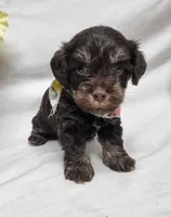 Chip, a male Schnoodle for sale in Bolivar, MO – 1 of 6