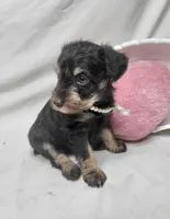 Cocoa, a female Schnoodle for sale in Bolivar, MO – 9 of 9