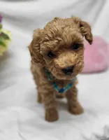 Trixie, a female Poodle - Toy  for sale in Bolivar, MO – 3 of 9