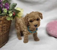 Trixie, a female Poodle - Toy  for sale in Bolivar, MO – 5 of 9