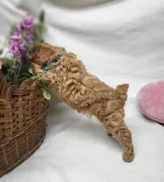 Trixie, a female Poodle - Toy  for sale in Bolivar, MO – 6 of 9