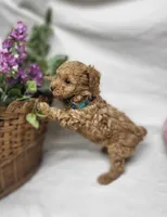 Trixie, a female Poodle - Toy  for sale in Bolivar, MO – 7 of 9