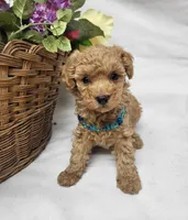 Trixie, a female Poodle - Toy  for sale in Bolivar, MO – 9 of 9