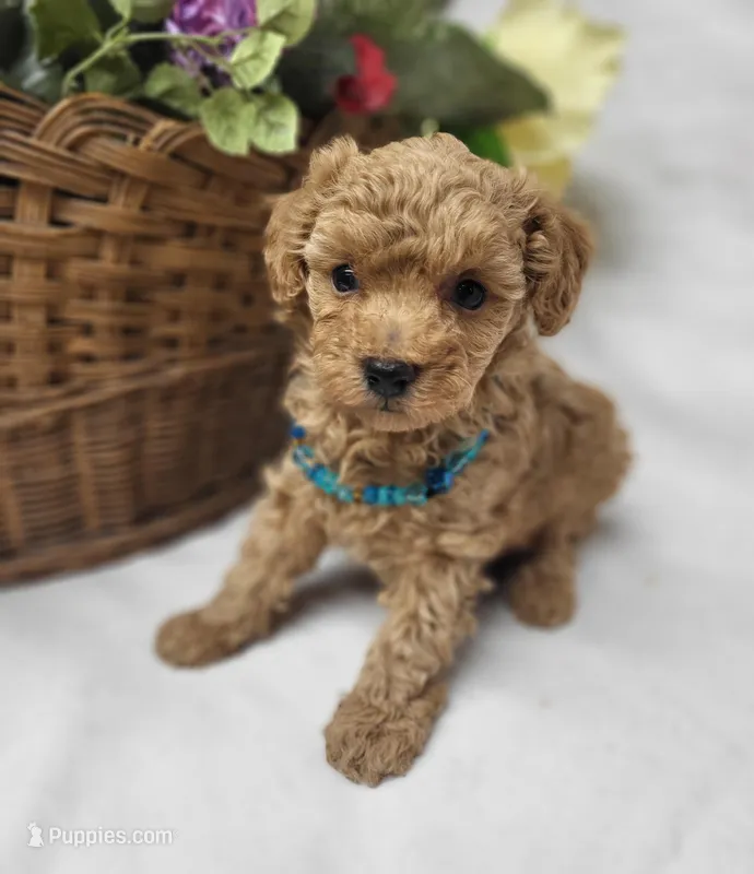 Trixie – Poodle - Toy  puppy for sale in Bolivar, MO