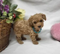 Trixie, a female Poodle - Toy  for sale in Bolivar, MO – 2 of 9