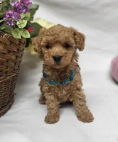 Trixie, a female Poodle - Toy  for sale in Bolivar, MO – 4 of 9
