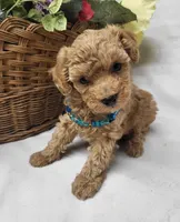 Trixie, a female Poodle - Toy  for sale in Bolivar, MO – 8 of 9