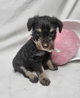Cocoa, a female Schnoodle for sale in Bolivar, MO – 8 of 9